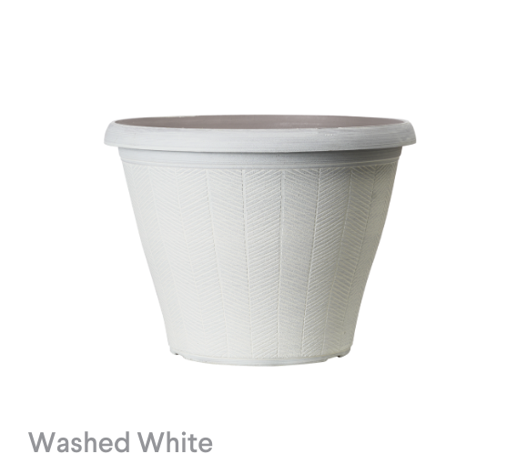 image of Washed White Artichoke